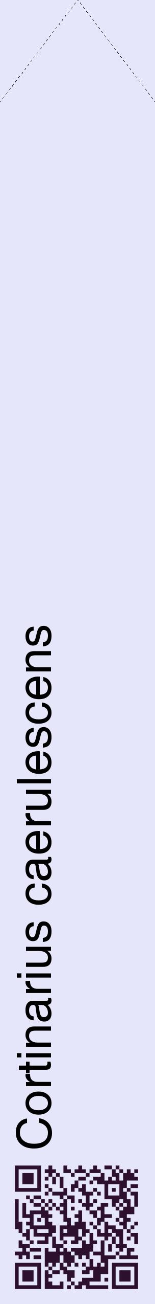 Étiquette de : Cortinarius caerulescens - format c - style noire55_simplehel avec qrcode et comestibilité