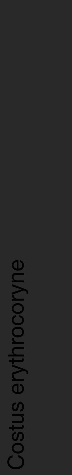 Étiquette de : Costus erythrocoryne - format c - style noire34_basique_basiquehel avec comestibilité - position verticale