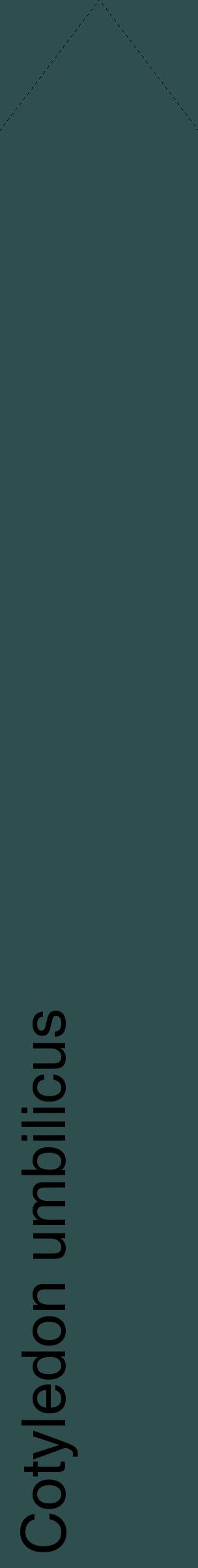 Étiquette de : Cotyledon umbilicus - format c - style noire58_simplehel avec comestibilité