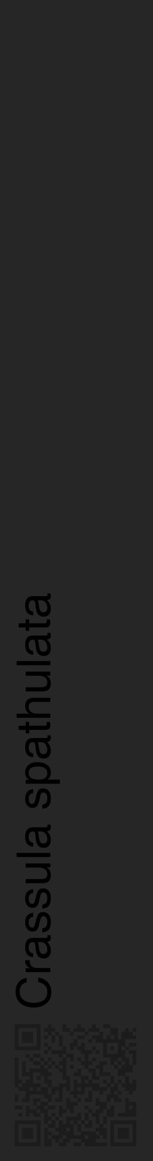 Étiquette de : Crassula spathulata - format c - style noire29_basique_basiquehel avec qrcode et comestibilité - position verticale