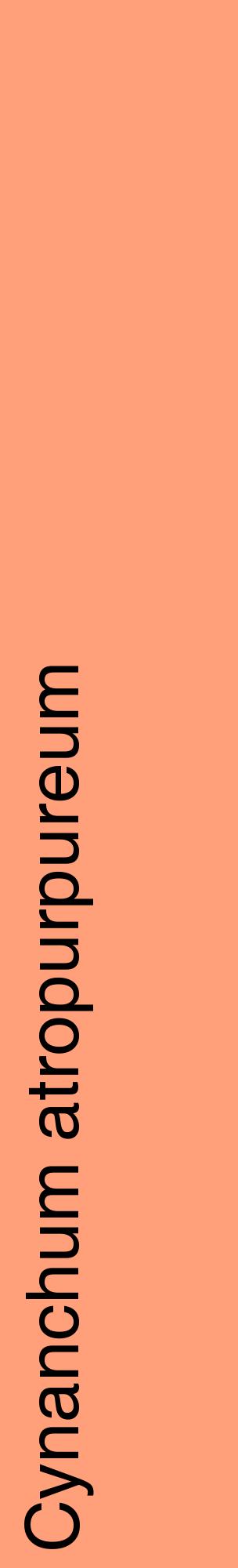 Étiquette de : Cynanchum atropurpureum - format c - style noire39_basiquehel avec comestibilité