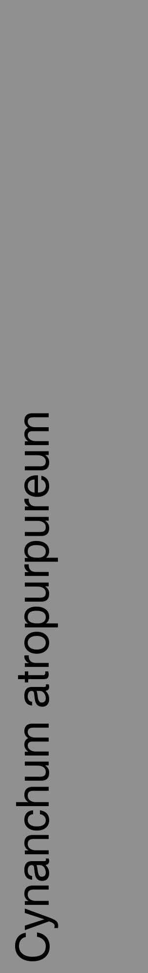 Étiquette de : Cynanchum atropurpureum - format c - style noire4_basique_basiquehel avec comestibilité - position verticale