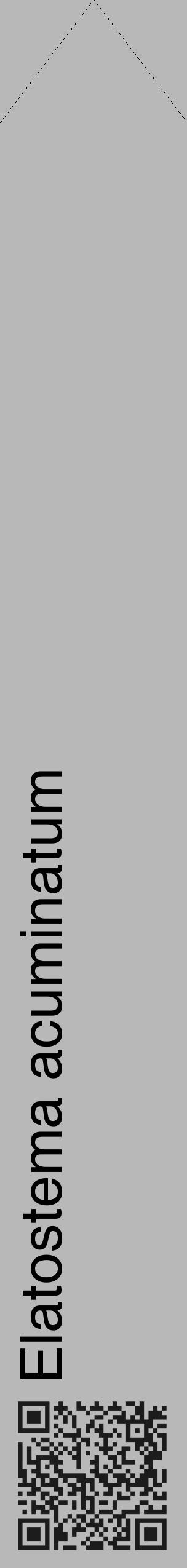 Étiquette de : Elatostema acuminatum - format c - style noire39_simple_simplehel avec qrcode et comestibilité - position verticale