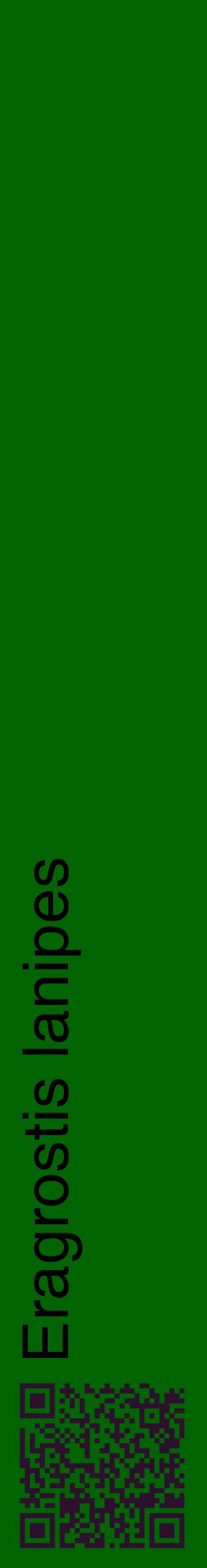 Étiquette de : Eragrostis lanipes - format c - style noire8_basiquehel avec qrcode et comestibilité