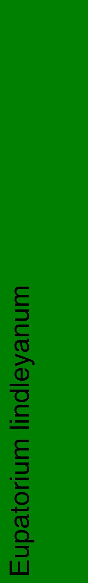 Étiquette de : Eupatorium lindleyanum - format c - style noire9_basiquehel avec comestibilité