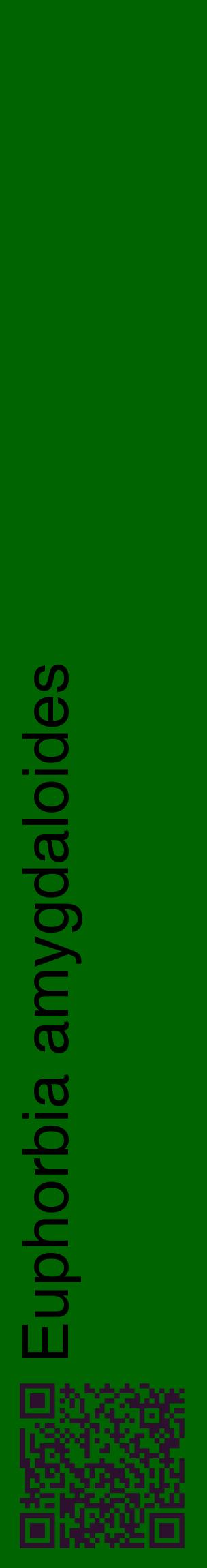 Étiquette de : Euphorbia amygdaloides - format c - style noire8_basiquehel avec qrcode et comestibilité