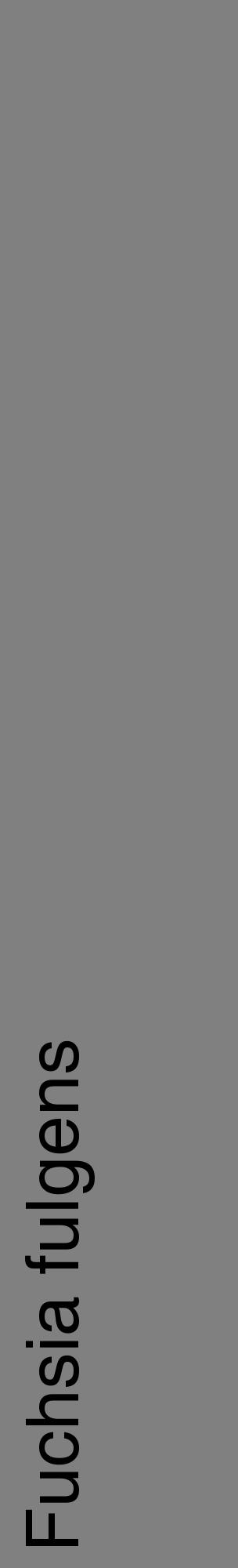 Étiquette de : Fuchsia fulgens - format c - style noire57_basiquehel avec comestibilité