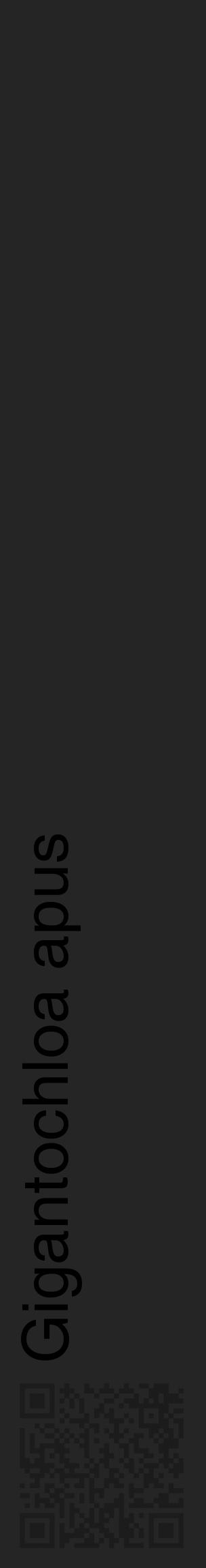 Étiquette de : Gigantochloa apus - format c - style noire47_basique_basiquehel avec qrcode et comestibilité - position verticale