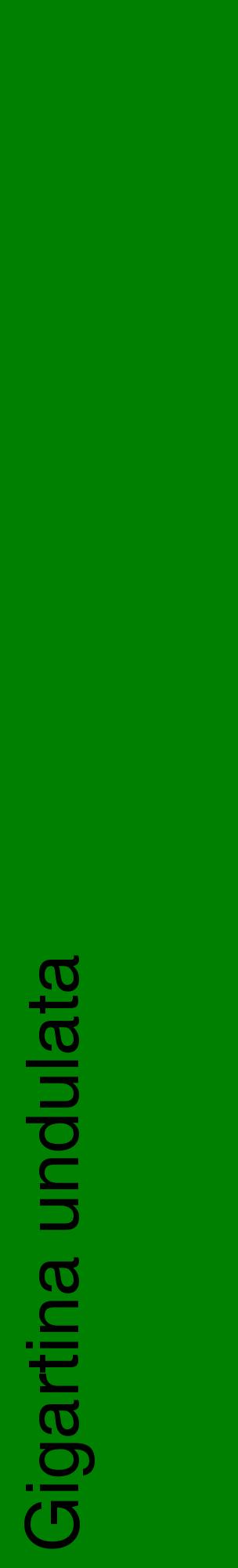 Étiquette de : Gigartina undulata - format c - style noire9_basiquehel avec comestibilité