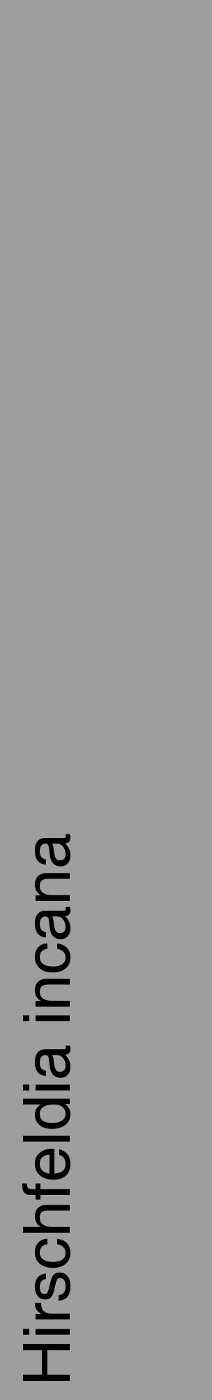 Étiquette de : Hirschfeldia incana - format c - style noire42_basique_basiquehel avec comestibilité - position verticale