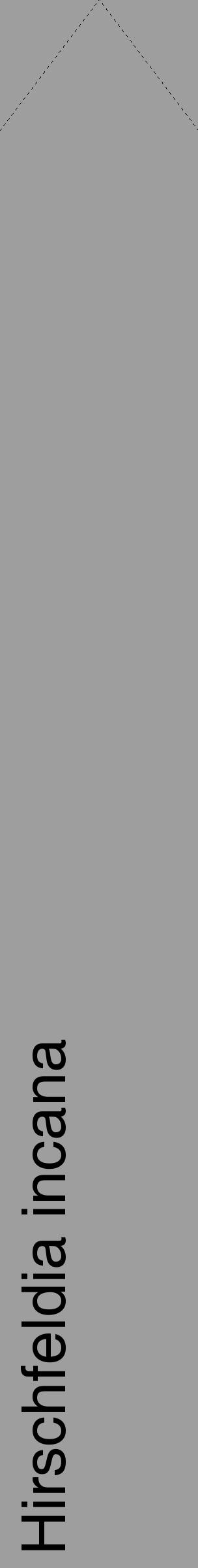 Étiquette de : Hirschfeldia incana - format c - style noire42_simple_simplehel avec comestibilité - position verticale
