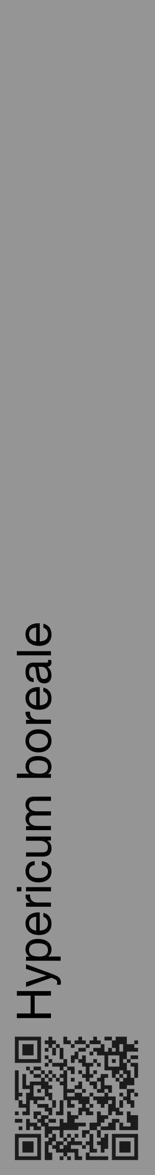Étiquette de : Hypericum boreale - format c - style noire16_basique_basiquehel avec qrcode et comestibilité - position verticale