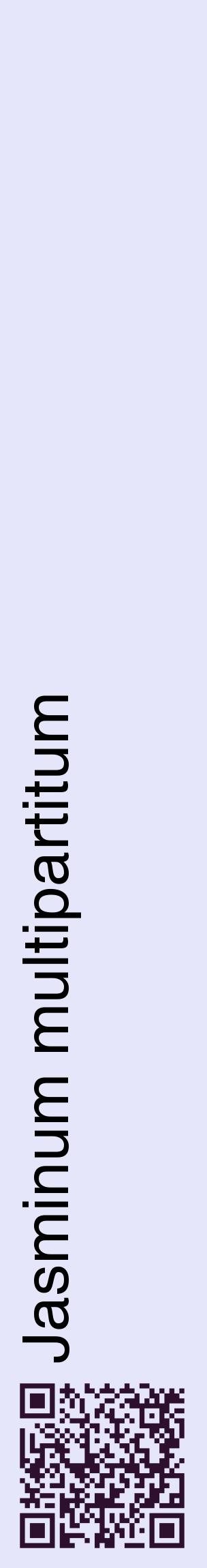 Étiquette de : Jasminum multipartitum - format c - style noire55_basiquehel avec qrcode et comestibilité