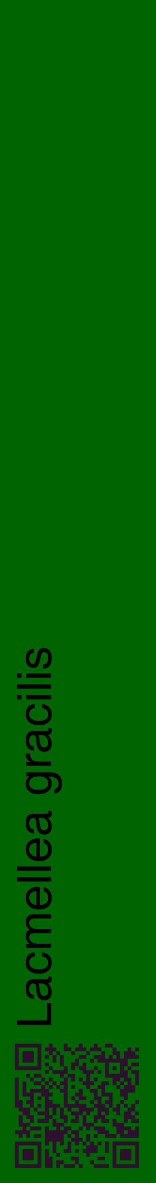 Étiquette de : Lacmellea gracilis - format c - style noire8_basiquehel avec qrcode et comestibilité