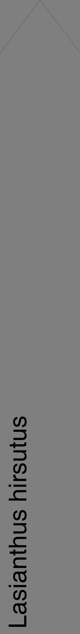 Étiquette de : Lasianthus hirsutus - format c - style noire31_simple_simplehel avec comestibilité - position verticale