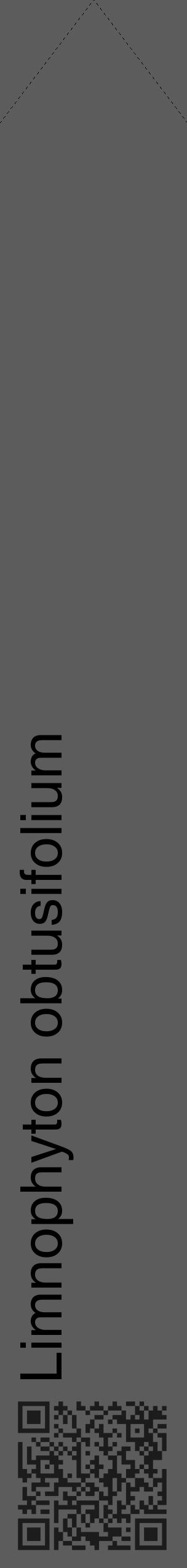 Étiquette de : Limnophyton obtusifolium - format c - style noire49_simple_simplehel avec qrcode et comestibilité - position verticale