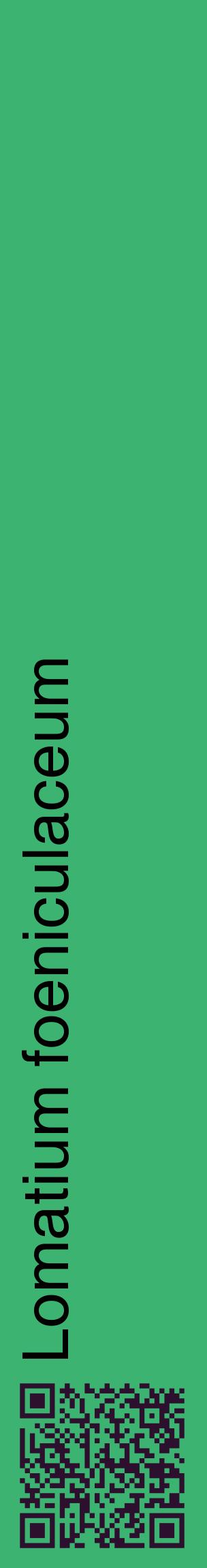 Étiquette de : Lomatium foeniculaceum - format c - style noire12_basiquehel avec qrcode et comestibilité