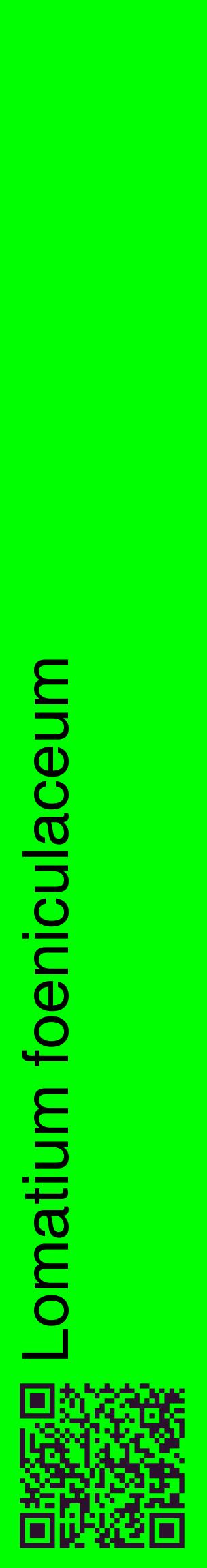 Étiquette de : Lomatium foeniculaceum - format c - style noire16_basiquehel avec qrcode et comestibilité