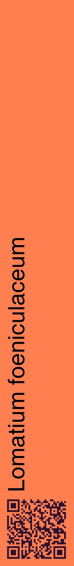 Étiquette de : Lomatium foeniculaceum - format c - style noire24_basiquehel avec qrcode et comestibilité
