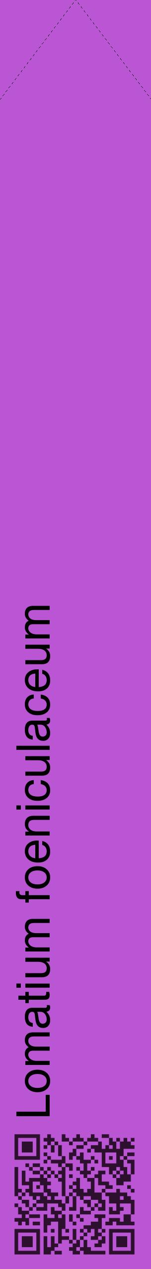 Étiquette de : Lomatium foeniculaceum - format c - style noire50_simplehel avec qrcode et comestibilité