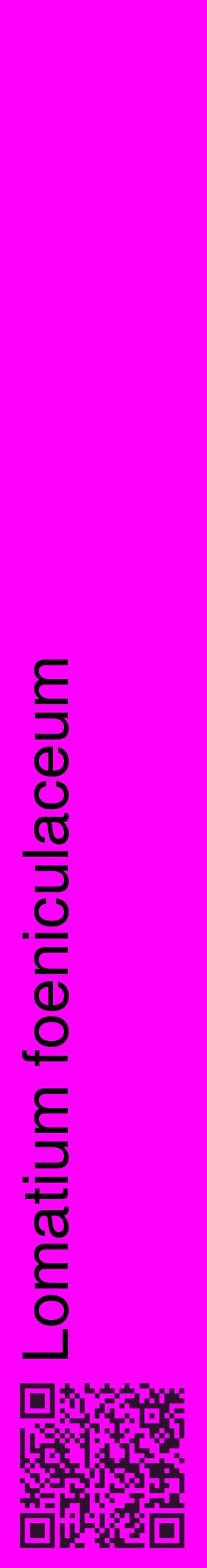 Étiquette de : Lomatium foeniculaceum - format c - style noire51_basiquehel avec qrcode et comestibilité