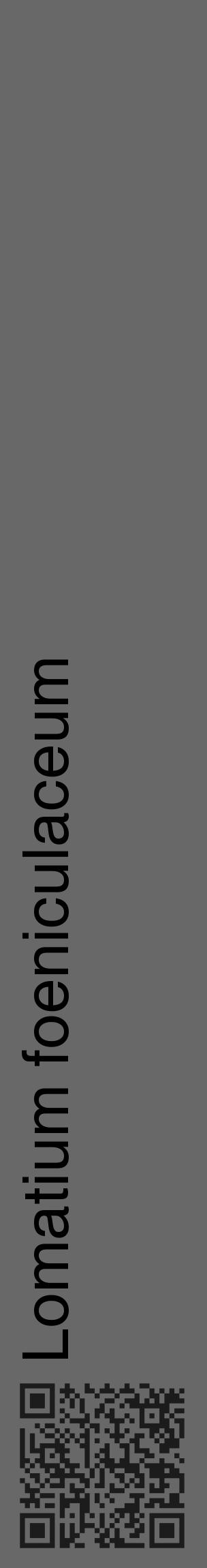 Étiquette de : Lomatium foeniculaceum - format c - style noire6_basique_basiquehel avec qrcode et comestibilité - position verticale