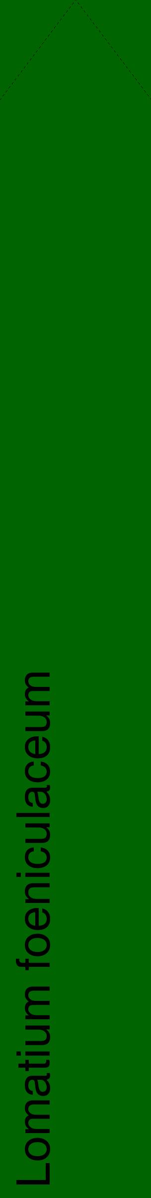 Étiquette de : Lomatium foeniculaceum - format c - style noire8_simplehel avec comestibilité