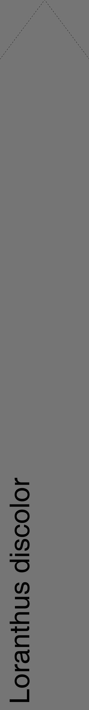Étiquette de : Loranthus discolor - format c - style noire5_simple_simplehel avec comestibilité - position verticale