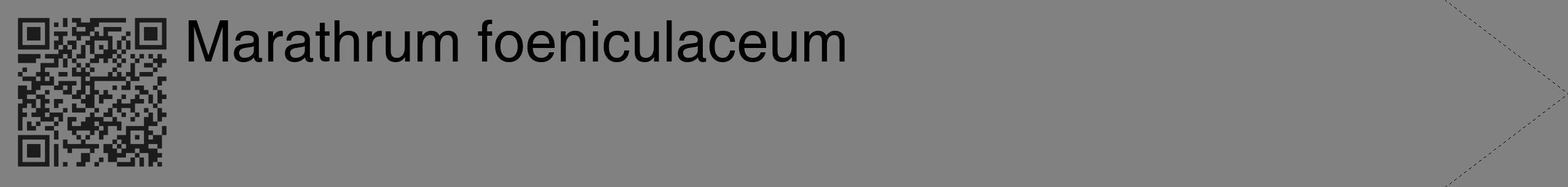 Étiquette de : Marathrum foeniculaceum - format c - style noire50_simple_simplehel avec qrcode et comestibilité