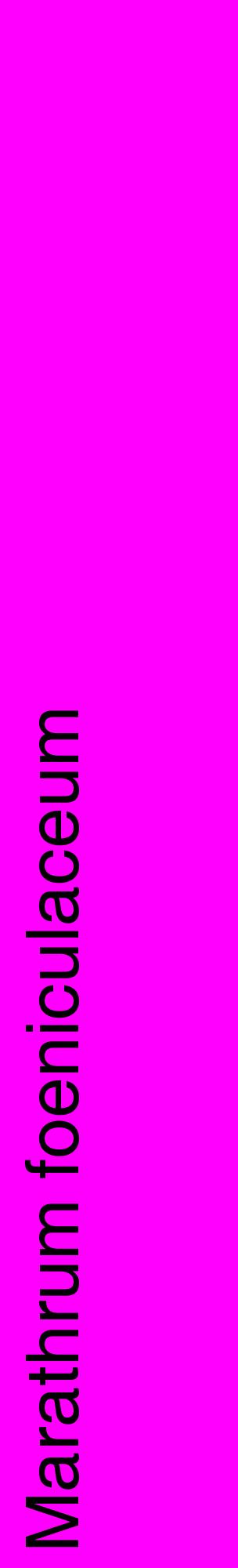 Étiquette de : Marathrum foeniculaceum - format c - style noire51_basiquehel avec comestibilité