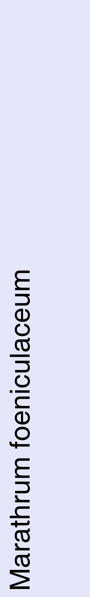 Étiquette de : Marathrum foeniculaceum - format c - style noire55_basiquehel avec comestibilité