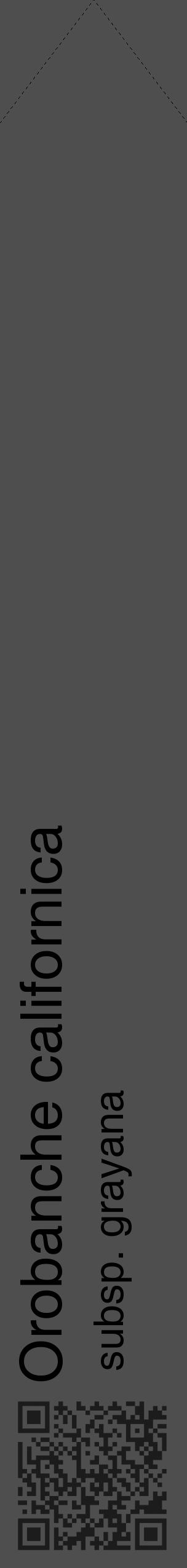 Étiquette de : Orobanche californica subsp. grayana - format c - style noire33_simple_simplehel avec qrcode et comestibilité - position verticale