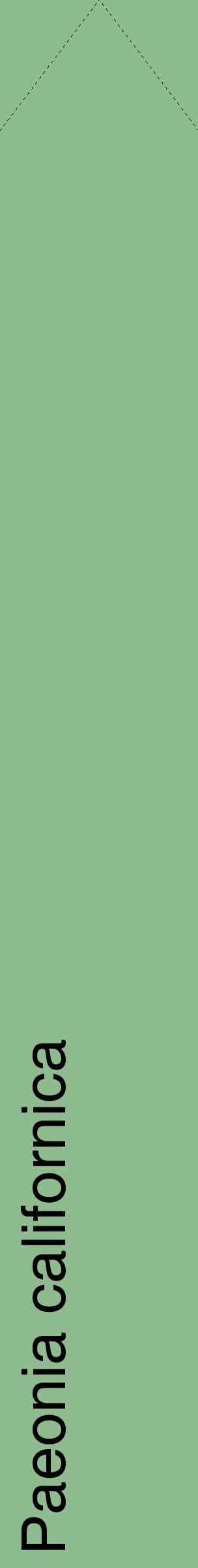 Étiquette de : Paeonia californica - format c - style noire13_simplehel avec comestibilité