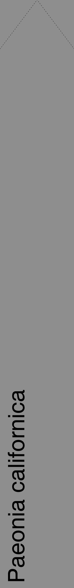 Étiquette de : Paeonia californica - format c - style noire25_simple_simplehel avec comestibilité - position verticale