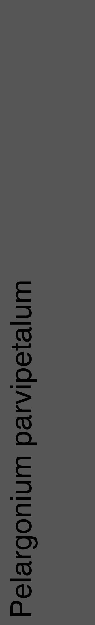 Étiquette de : Pelargonium parvipetalum - format c - style noire45_basique_basiquehel avec comestibilité - position verticale
