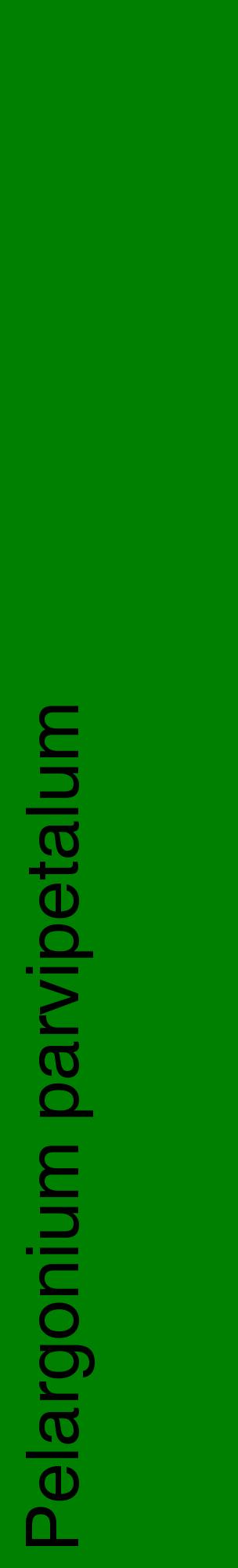 Étiquette de : Pelargonium parvipetalum - format c - style noire9_basiquehel avec comestibilité