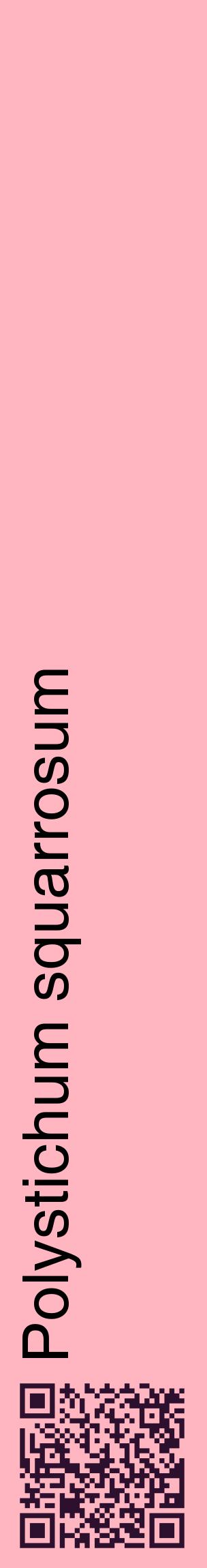 Étiquette de : Polystichum squarrosum - format c - style noire41_basiquehel avec qrcode et comestibilité