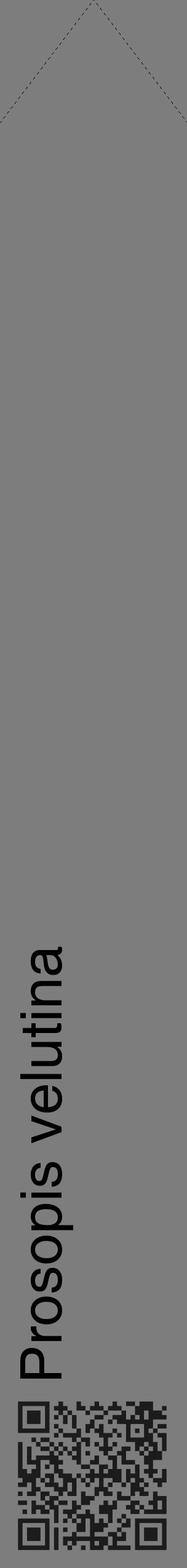 Étiquette de : Prosopis velutina - format c - style noire35_simple_simplehel avec qrcode et comestibilité - position verticale