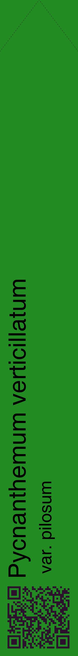 Étiquette de : Pycnanthemum verticillatum var. pilosum - format c - style noire10_simplehel avec qrcode et comestibilité
