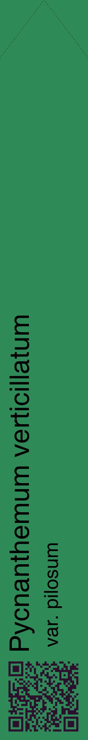 Étiquette de : Pycnanthemum verticillatum var. pilosum - format c - style noire11_simplehel avec qrcode et comestibilité