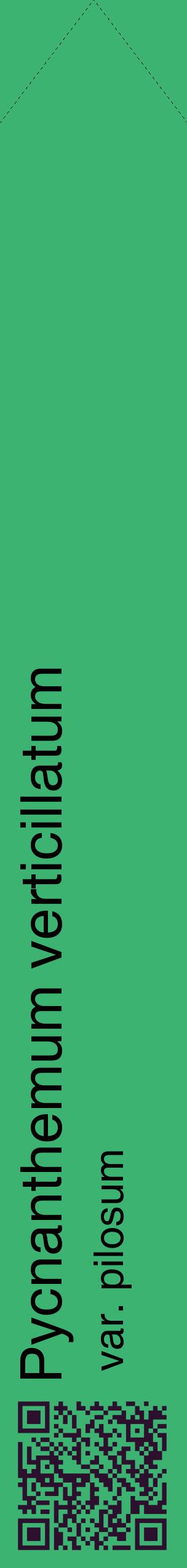 Étiquette de : Pycnanthemum verticillatum var. pilosum - format c - style noire12_simplehel avec qrcode et comestibilité