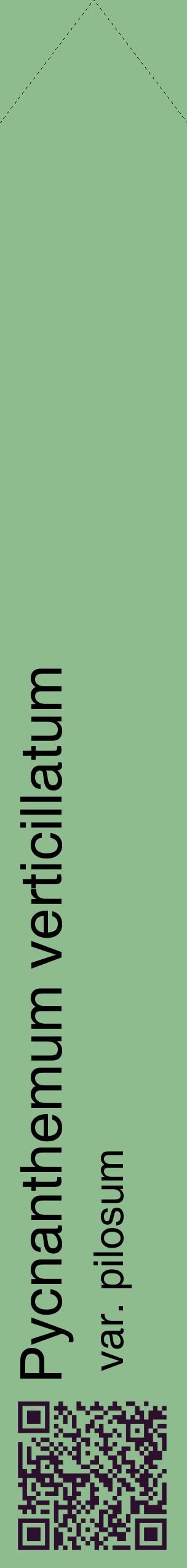 Étiquette de : Pycnanthemum verticillatum var. pilosum - format c - style noire13_simplehel avec qrcode et comestibilité
