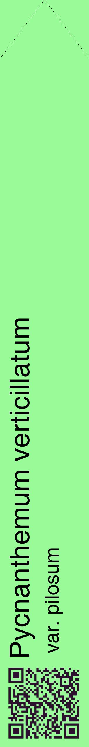 Étiquette de : Pycnanthemum verticillatum var. pilosum - format c - style noire14_simplehel avec qrcode et comestibilité