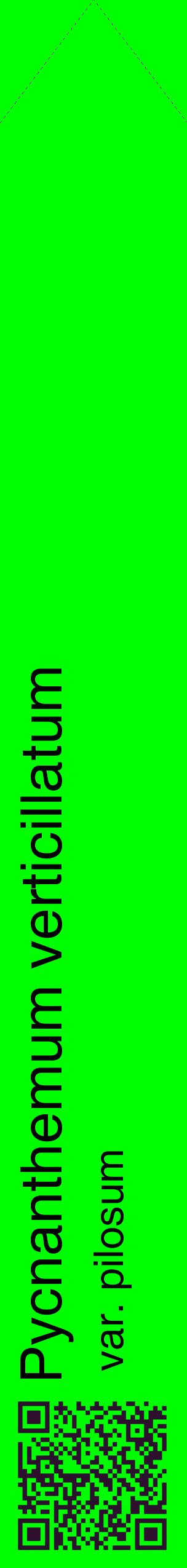 Étiquette de : Pycnanthemum verticillatum var. pilosum - format c - style noire16_simplehel avec qrcode et comestibilité