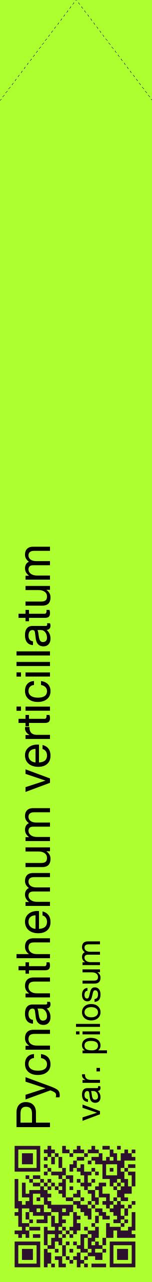 Étiquette de : Pycnanthemum verticillatum var. pilosum - format c - style noire17_simplehel avec qrcode et comestibilité