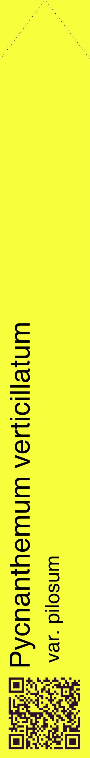 Étiquette de : Pycnanthemum verticillatum var. pilosum - format c - style noire18_simplehel avec qrcode et comestibilité