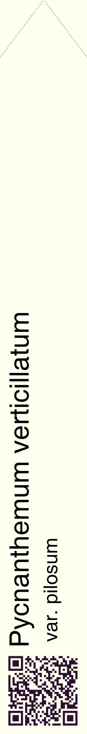 Étiquette de : Pycnanthemum verticillatum var. pilosum - format c - style noire19_simplehel avec qrcode et comestibilité