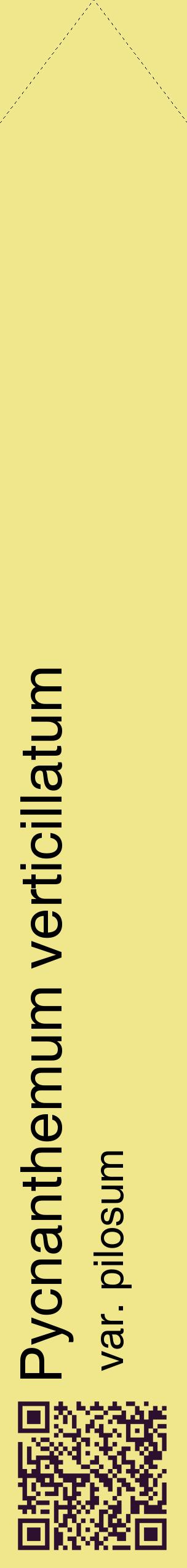 Étiquette de : Pycnanthemum verticillatum var. pilosum - format c - style noire20_simplehel avec qrcode et comestibilité