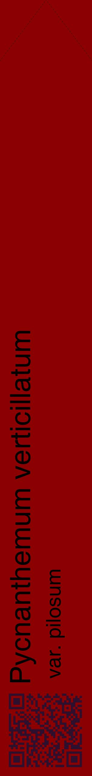 Étiquette de : Pycnanthemum verticillatum var. pilosum - format c - style noire34_simplehel avec qrcode et comestibilité