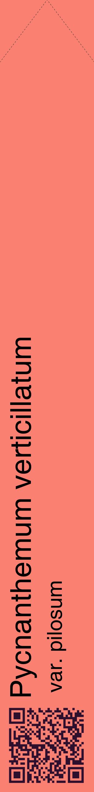 Étiquette de : Pycnanthemum verticillatum var. pilosum - format c - style noire38_simplehel avec qrcode et comestibilité